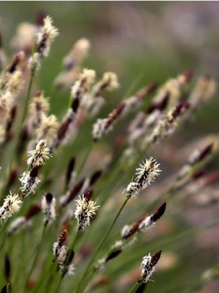Laîche des montagnes