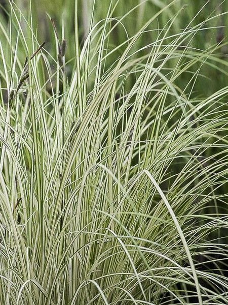 Laîche des rives panachée