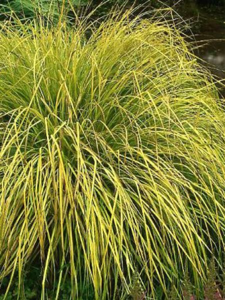 Laïche élevée 'Aurea'