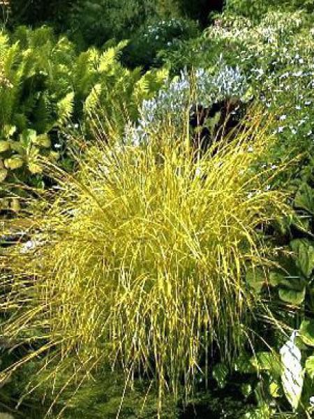 Laïche élevée 'Bowles Golden'