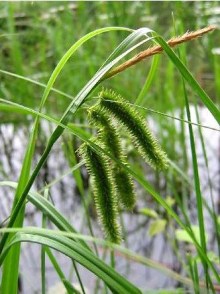 Laîche faux-souchet