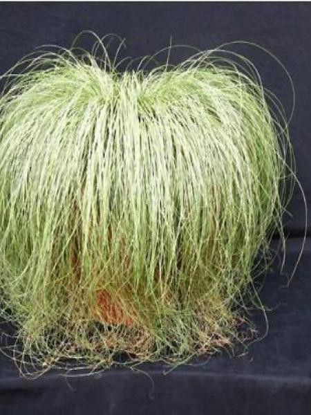 Laîche 'Frosted Curls'