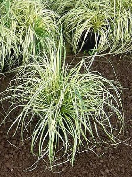 Laîche japonaise 'Aureovariegata'