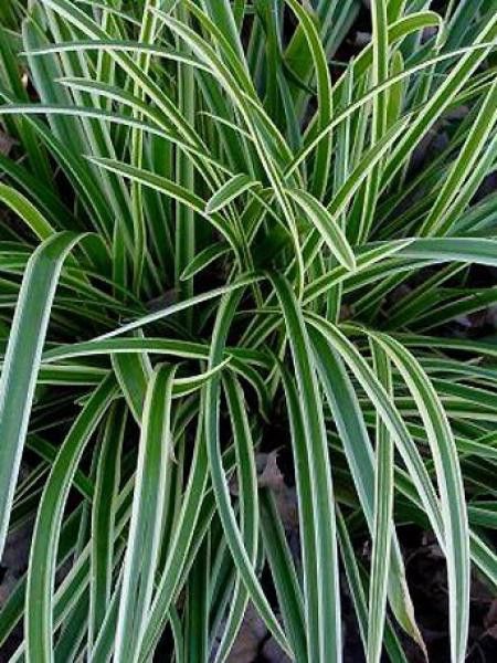 Laîche japonaise 'Ice Dance'