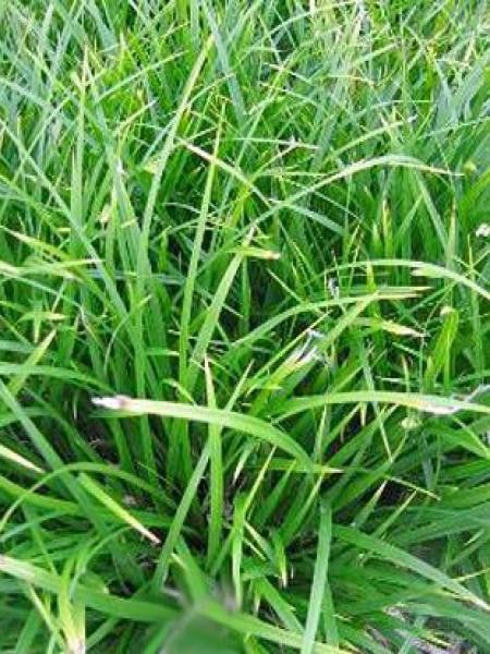 Laîche japonaise 'Mosten'