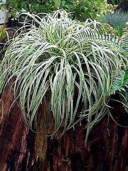 Laîche japonaise 'Silver Sceptre'
