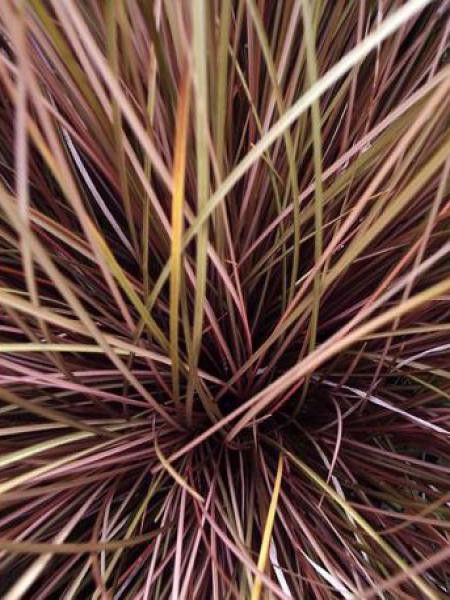 Laîche 'Milk Chocolate'