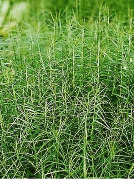 Laîche palmée 'Little Midge'