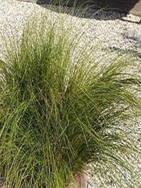 Laîche 'Phoenix Green'