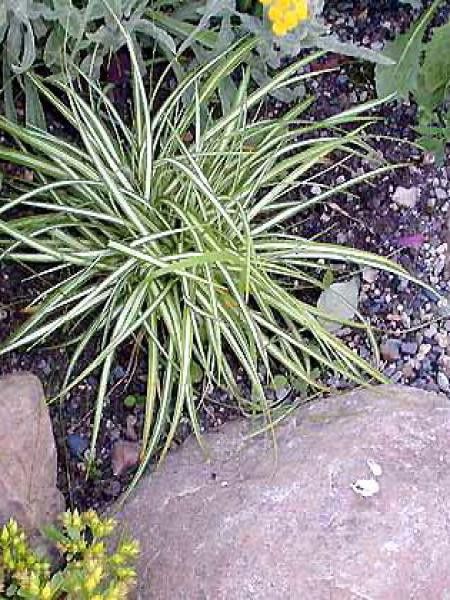 Laïche pied d'oiseau panachée