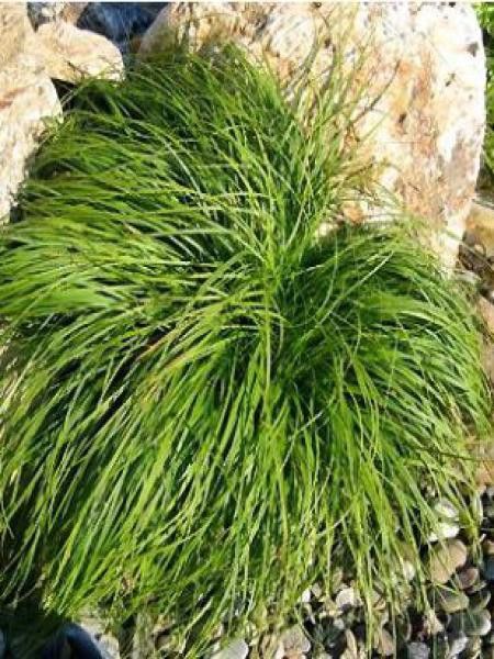 Laîche 'The Beatles'