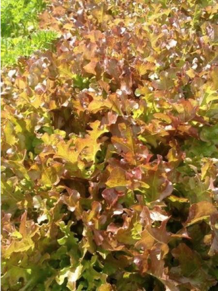 Laitue à couper 'Red Salad Bowl'