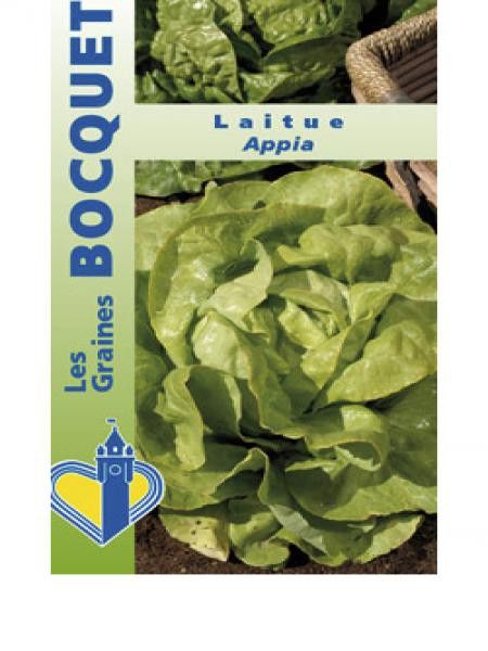 Laitue 'Appia'