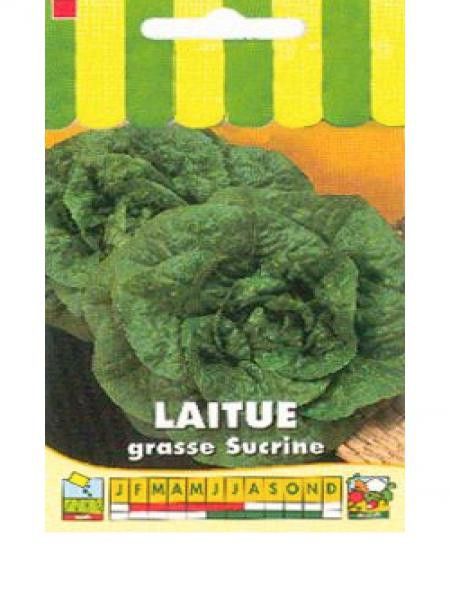 Laitue batavia 'Grasse Sucrine'
