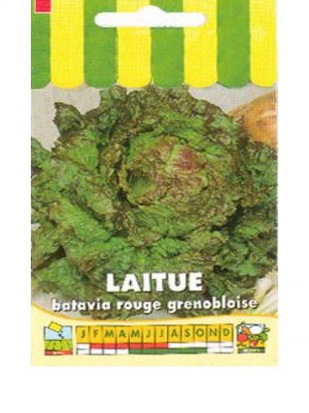 Laitue batavia 'Rouge Grenobloise'