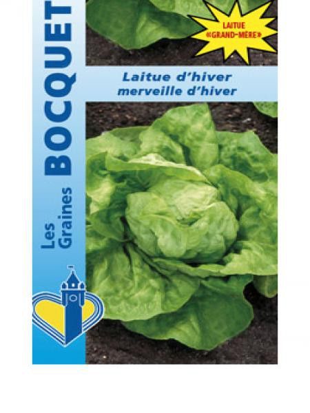 Laitue d'hiver 'Merveille d'Hiver'