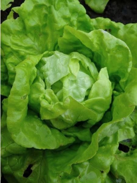 Laitue de printemps 'Gotte Jaune d'Or'