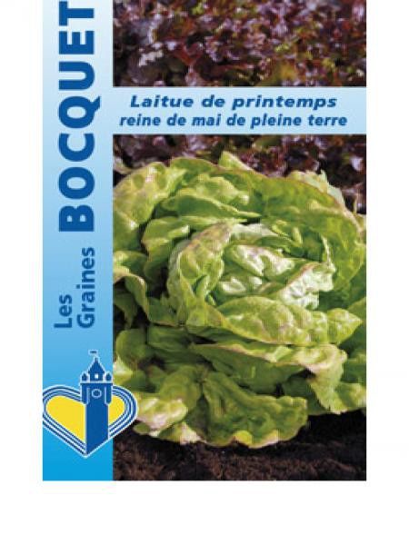 Laitue de printemps 'Reine de Mai' de pleine terre