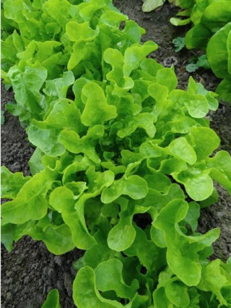 Laitue feuille De Chêne Blonde A Graine Noire