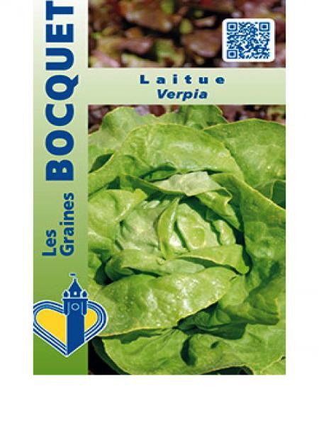 Laitue 'Verpia'