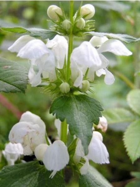 Lamier tacheté 'Album'