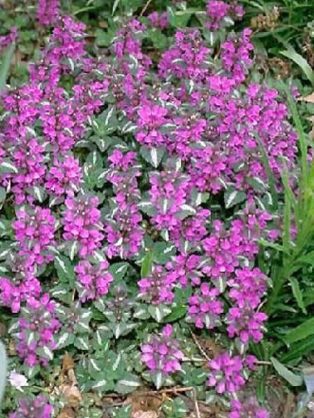 Lamier tacheté 'Chequers'