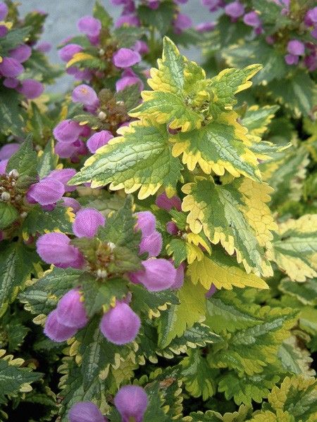 Lamier tacheté 'Golden Anniversary'