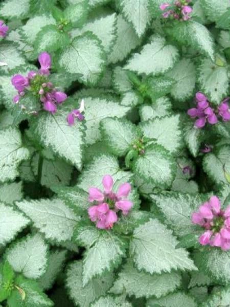 Lamier tacheté 'Orchid Frost'