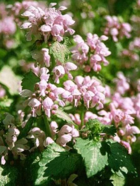 Lamier tacheté 'Roseum'