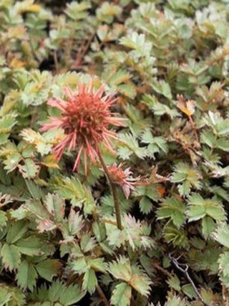 Lampourde à petites feuilles 'Dichte Matte'