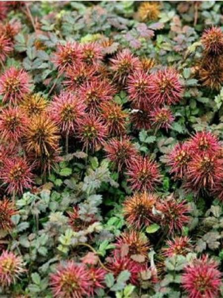 Lampourde à petites feuilles 'Kupferteppich'