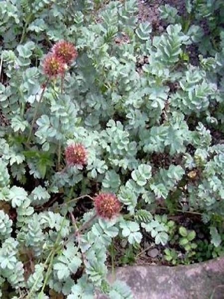 Lampourde 'Blue Haze'