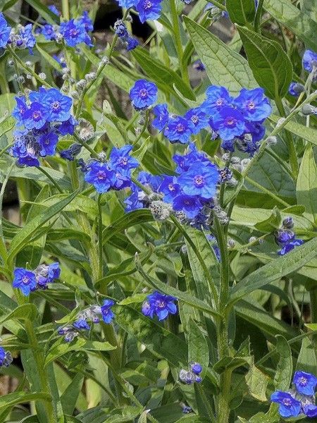 Langue de chien, Cynoglosse