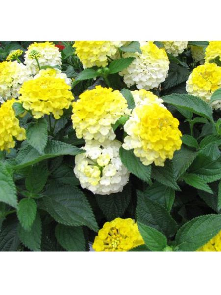 Lantana 'Evita Lemon'