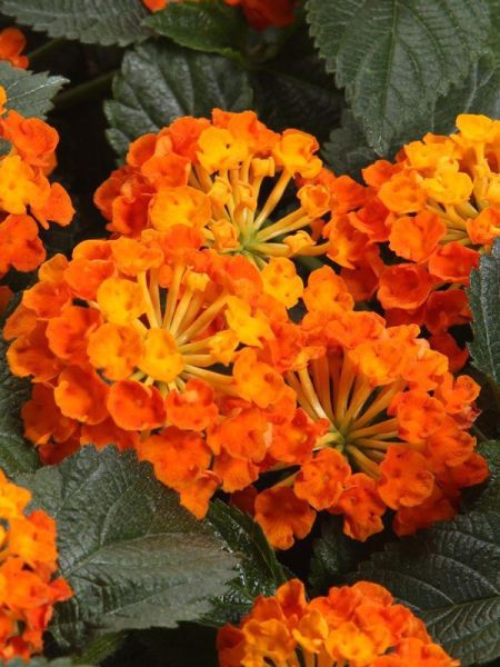 Lantana 'Evita Orange'