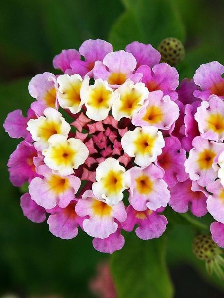 Lantana 'Evita Rose'