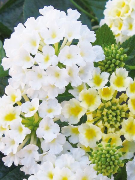 Lantana 'Evita White'