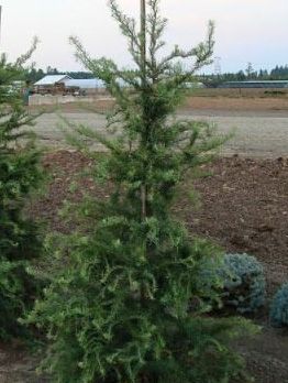 Larix kaempferi 'Diana'