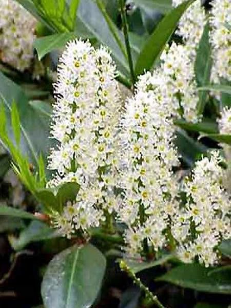 Laurier-Cerise, Laurier palme 'Etna'®