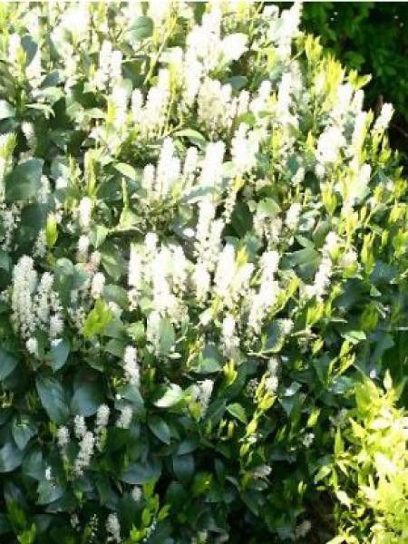 Laurier-Cerise, Laurier palme 'Mano'