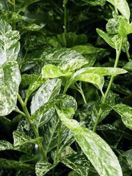 Laurier-Cerise, Laurier palme 'Marbled White'