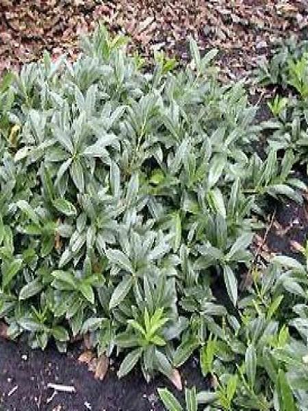 Laurier-Cerise, Laurier palme 'Mount Vernon'