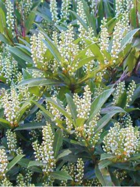 Laurier-Cerise, Laurier palme 'Otto Luyken'