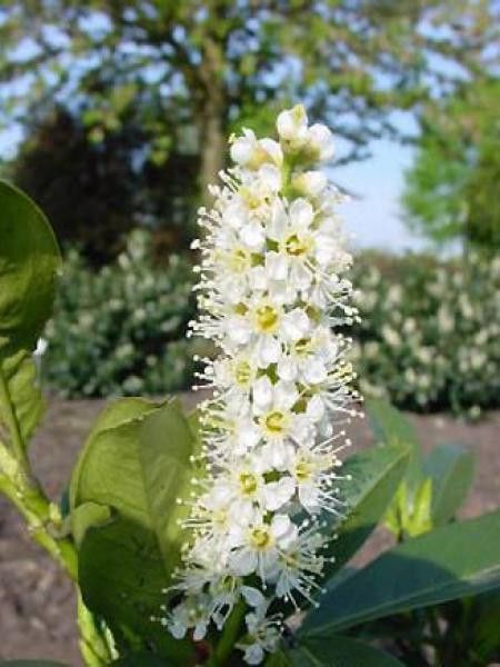 Laurier-Cerise, Laurier palme 'Reynvaanii'