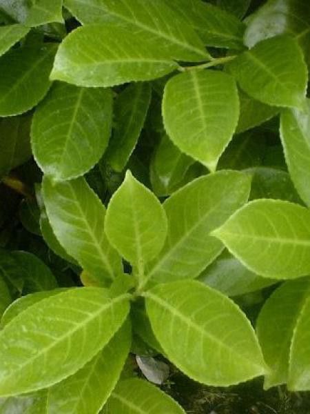 Laurier-Cerise, Laurier palme 'Rotundifolia'