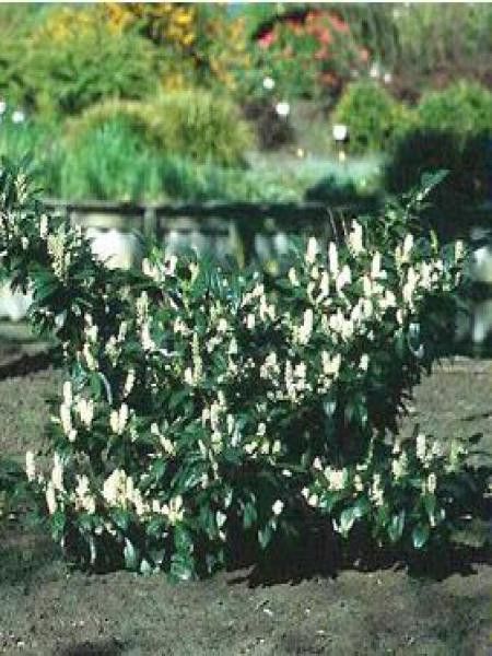 Laurier-Cerise, Laurier palme 'Van Nes'