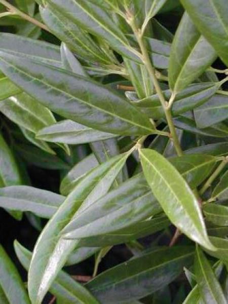 Laurier-Cerise, Laurier palme 'Zabeliana'