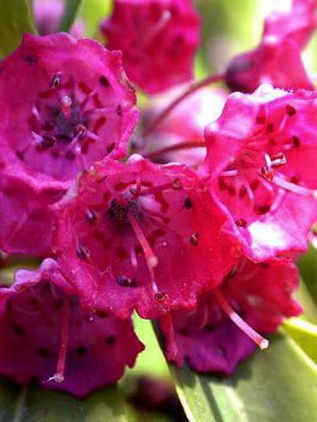 Laurier des moutons 'Rubra'