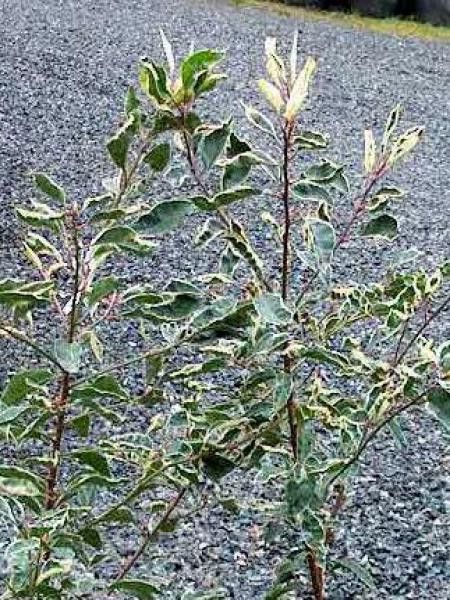 Laurier du Portugal 'Variegata'