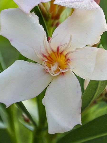 Laurier rose 'Angiolo Pucci'